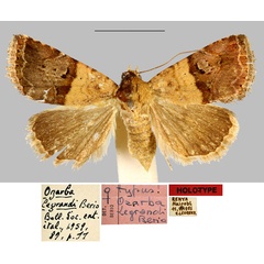 /filer/webapps/moths/media/images/L/legrandi_Ozarba_HT_MNHN.jpg