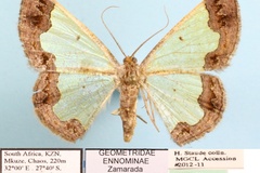 Zamarada denticincta