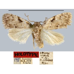 /filer/webapps/moths/media/images/V/vidoti_Celama_HT_MNHN.jpg