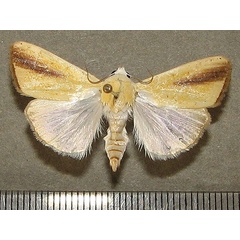 /filer/webapps/moths/media/images/G/graellsii_Pardoxia_A_Goff_02.jpg