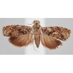 /filer/webapps/moths/media/images/M/macabensis_Eucosmocydia_HT_USNM.jpg