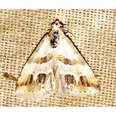 /filer/webapps/moths/media/images/C/ceresensis_Eublemma_A_Braun_05.jpg