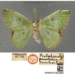 /filer/webapps/moths/media/images/P/punctaria_Comibaena_HT_BMNH.jpg