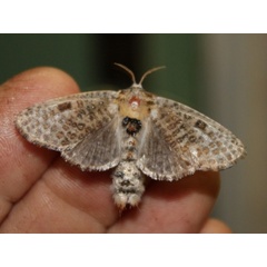 /filer/webapps/moths/media/images/O/obsolescens_Salagena_A_Sydes.jpeg