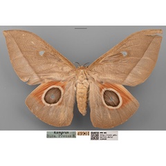 /filer/webapps/moths/media/images/E/erythrotes_Bunaea_STF_MfN_02a.jpg