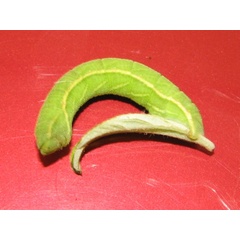 /filer/webapps/moths/media/images/R/rhadamaria_Pingasa_C_Goff_02.jpg