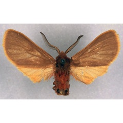 /filer/webapps/moths/media/images/D/dracuncula_Metarctia_HT_RMCA_03.jpg