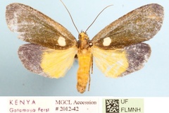 Carpostalagma viridis