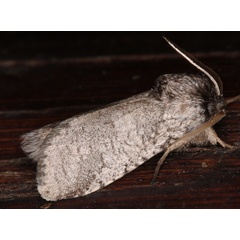 /filer/webapps/moths/media/images/V/vinctus_Gymnelema_A_Roland_01.jpg