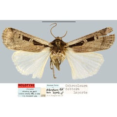 /filer/webapps/moths/media/images/D/debtera_Ochropleura_HT_MNHN.jpg