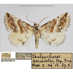 /filer/webapps/moths/media/images/P/permixta_Eublemma_AM_NHMUK.jpg