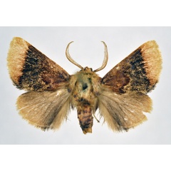 /filer/webapps/moths/media/images/A/atmota_Trogocrada_AM_NHMO.jpg