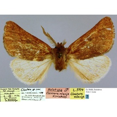 /filer/webapps/moths/media/images/M/mlanje_Clostera_HT_NMB.jpg