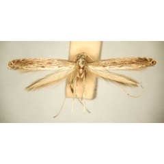 /filer/webapps/moths/media/images/S/symmetra_Pleiomorpha_PT_TMSA6112.jpg