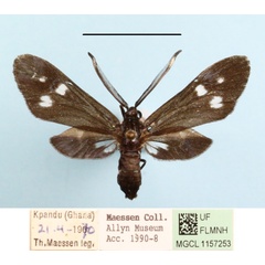 /filer/webapps/moths/media/images/T/triplex_Syringura_A_MGCLa_01.JPG