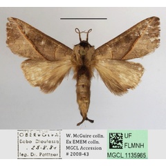 /filer/webapps/moths/media/images/B/brunnea_Peratodonta_A_MGCLa_03.JPG