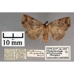 /filer/webapps/moths/media/images/A/atripunctata_Parathermes_PTF_OUMNH_01.jpg