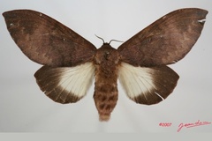 Pachymeta immunda