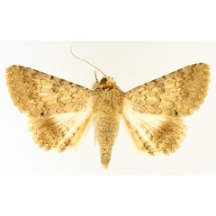 /filer/webapps/moths/media/images/R/robusta_Pandesma_AF_TMSA_02.jpg