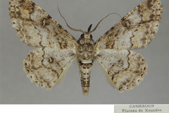 Cleora rostella