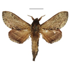 /filer/webapps/moths/media/images/F/fulvida_Eutricha_AM_ANHRT_01.jpg