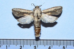 Azygophleps inclusa