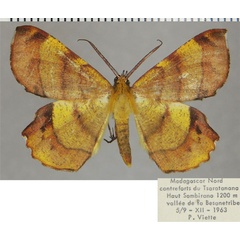 /filer/webapps/moths/media/images/M/madecassaria_Erastria_AM_ZSMa.jpg