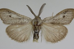 Casama innotata