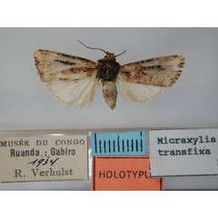 /filer/webapps/moths/media/images/T/transfixa_Micarxylia_HT_RMCA.jpg