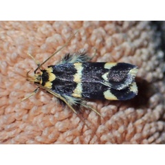 /filer/webapps/moths/media/images/P/proaula_Dragmatucha_A_Bygott.jpg