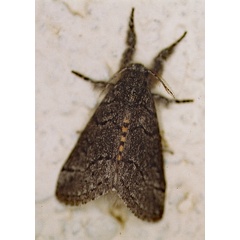 /filer/webapps/moths/media/images/X/xanthosoma_Salvatgea_A_Roland_01_Wdgfld0.jpg