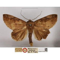 /filer/webapps/moths/media/images/N/nocturna_Westermannia_HT_NHMUK.jpg
