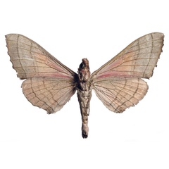 /filer/webapps/moths/media/images/V/verdeciae_Rufoclanis_HT_EMEMb.jpg