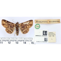 /filer/webapps/moths/media/images/D/delineosa_Homoptera_HT_BMNH.jpg
