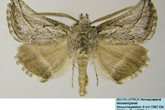Drepanogynis sectilis
