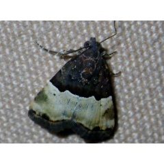 /filer/webapps/moths/media/images/H/hemileuca_Ozarba_A_Liebenberg.jpg