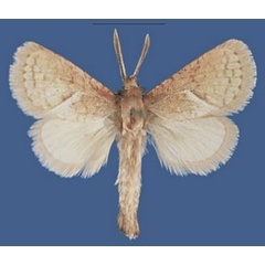 /filer/webapps/moths/media/images/M/michaelgrzimeki_Lukeniana_HT_ZSM.jpg