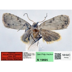 /filer/webapps/moths/media/images/U/usambara_Nola_PT_NHMO_02.jpg
