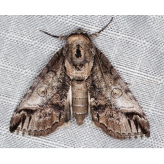 /filer/webapps/moths/media/images/S/sticticraspis_Risoba_A_Heyns_01.jpg