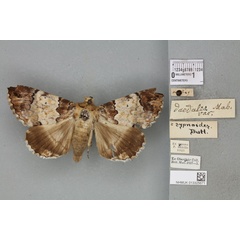 /filer/webapps/moths/media/images/D/daedalea_Ophiusa_AM_BMNHa.jpg