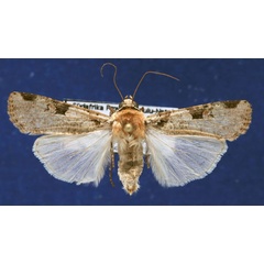 /filer/webapps/moths/media/images/I/ignicollis_Mentaxya_AF_Schellhorn.jpg