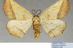 Drepanogynis tripartita