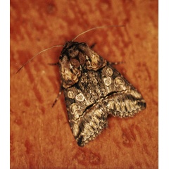 /filer/webapps/moths/media/images/T/triopis_Abrostola_A_Roland_01_PgcZIKb.jpg