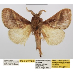 /filer/webapps/moths/media/images/C/curvilinea_Bombycopsis_PTM_TMSA.jpg