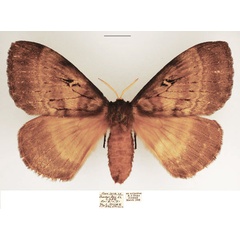 /filer/webapps/moths/media/images/T/tantalus_Tantaliana_AF_TMSA_01.jpg
