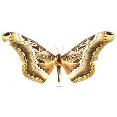 /filer/webapps/moths/media/images/T/tridentata_Dactyloceras_AF_Basquin_02.jpg