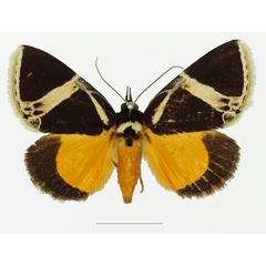 /filer/webapps/moths/media/images/M/maltzanae_Fodina_AM_Basquina.jpg