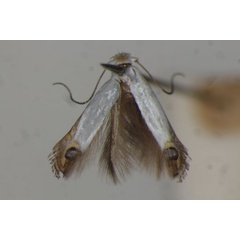 /filer/webapps/moths/media/images/C/coffeella_Leucoptera_A_BMNH.jpg