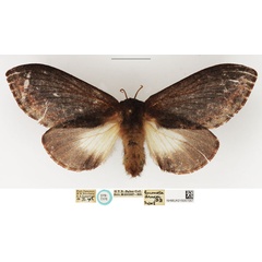 /filer/webapps/moths/media/images/D/drucei_Gonometa_STM_NHMUK.jpg