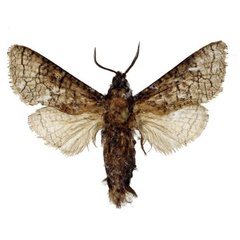 /filer/webapps/moths/media/images/F/fibigeri_Brachylia_HT_MWM.jpg